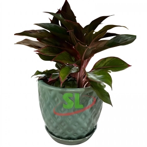 Indoor Ceramic Pots 